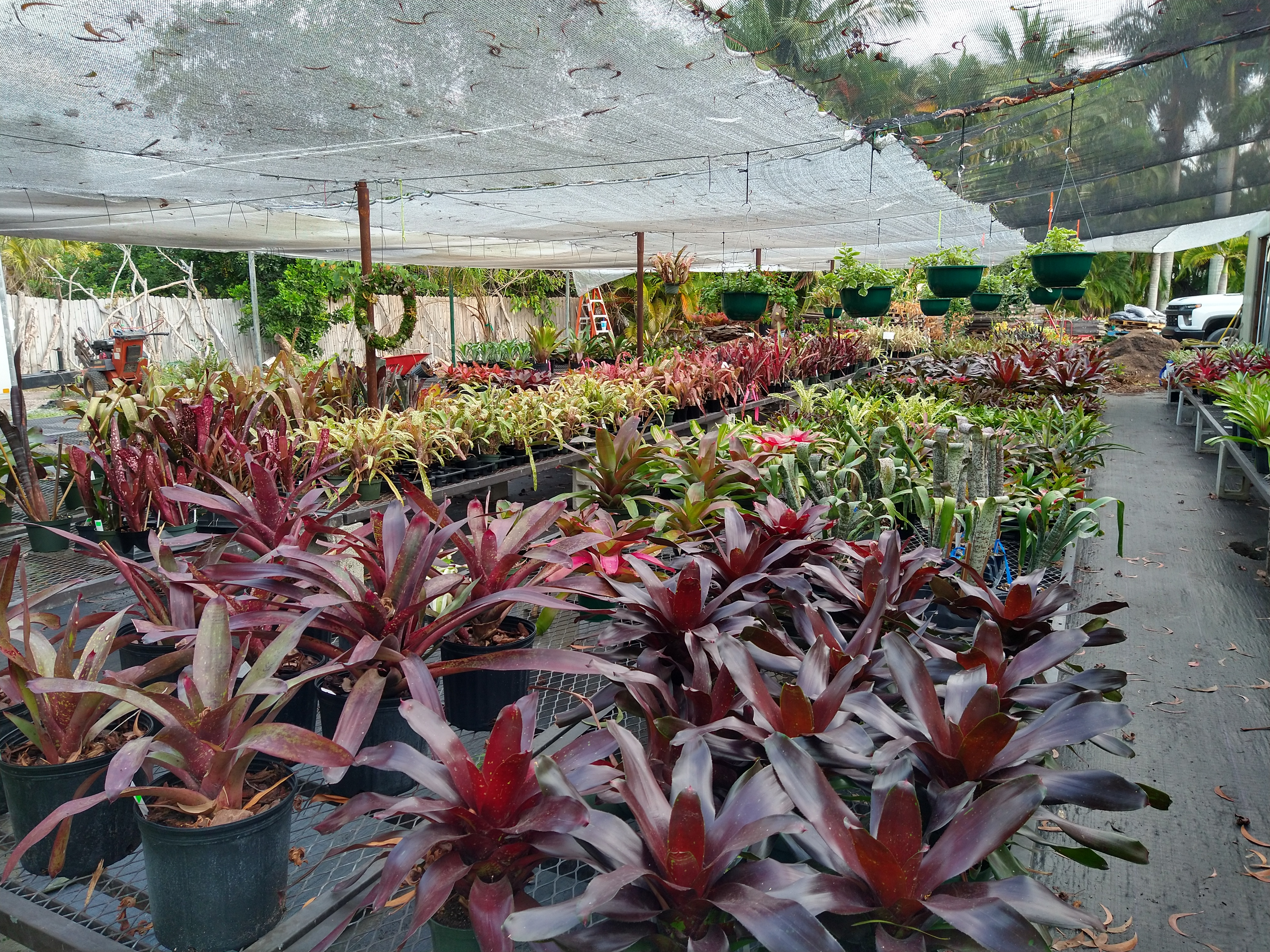 Variety of colors of bromeliads outdoors.