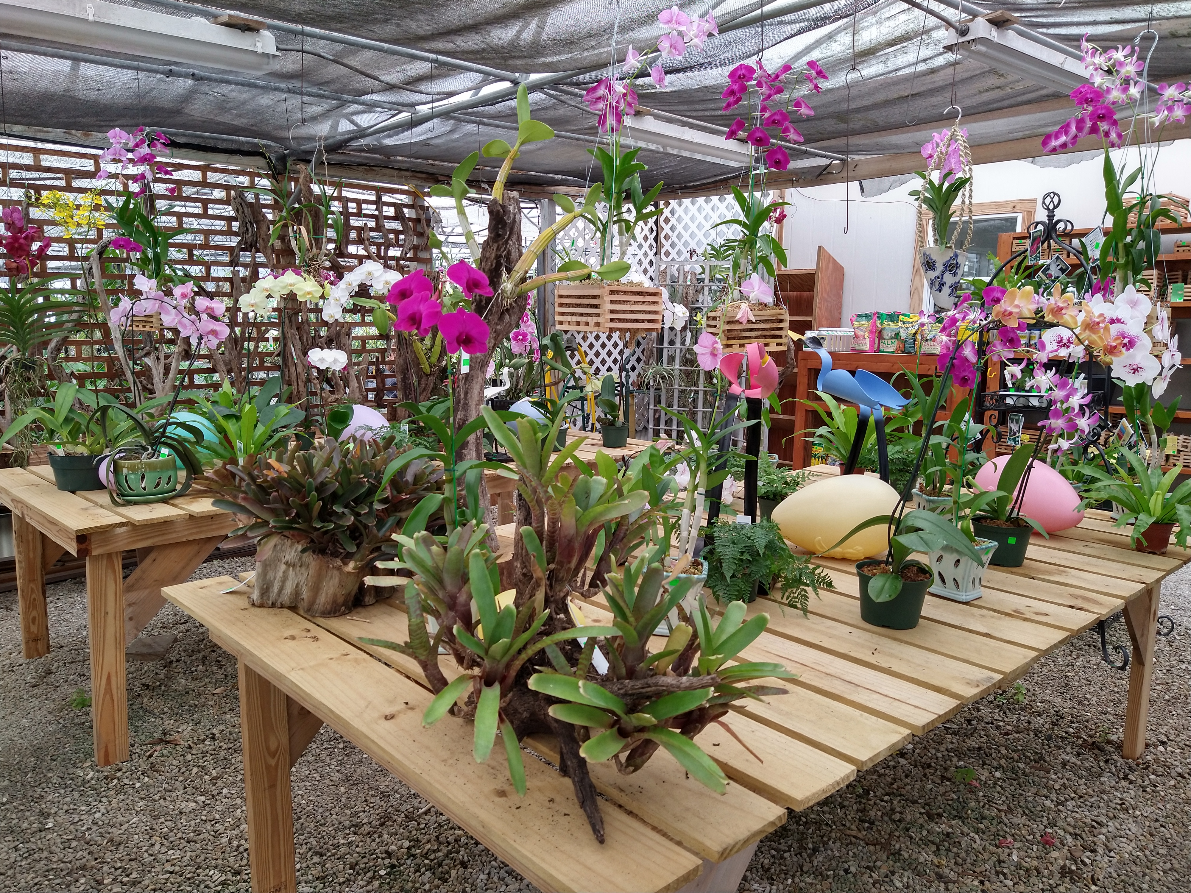 Variety of colors of orchids in the greenhouse.