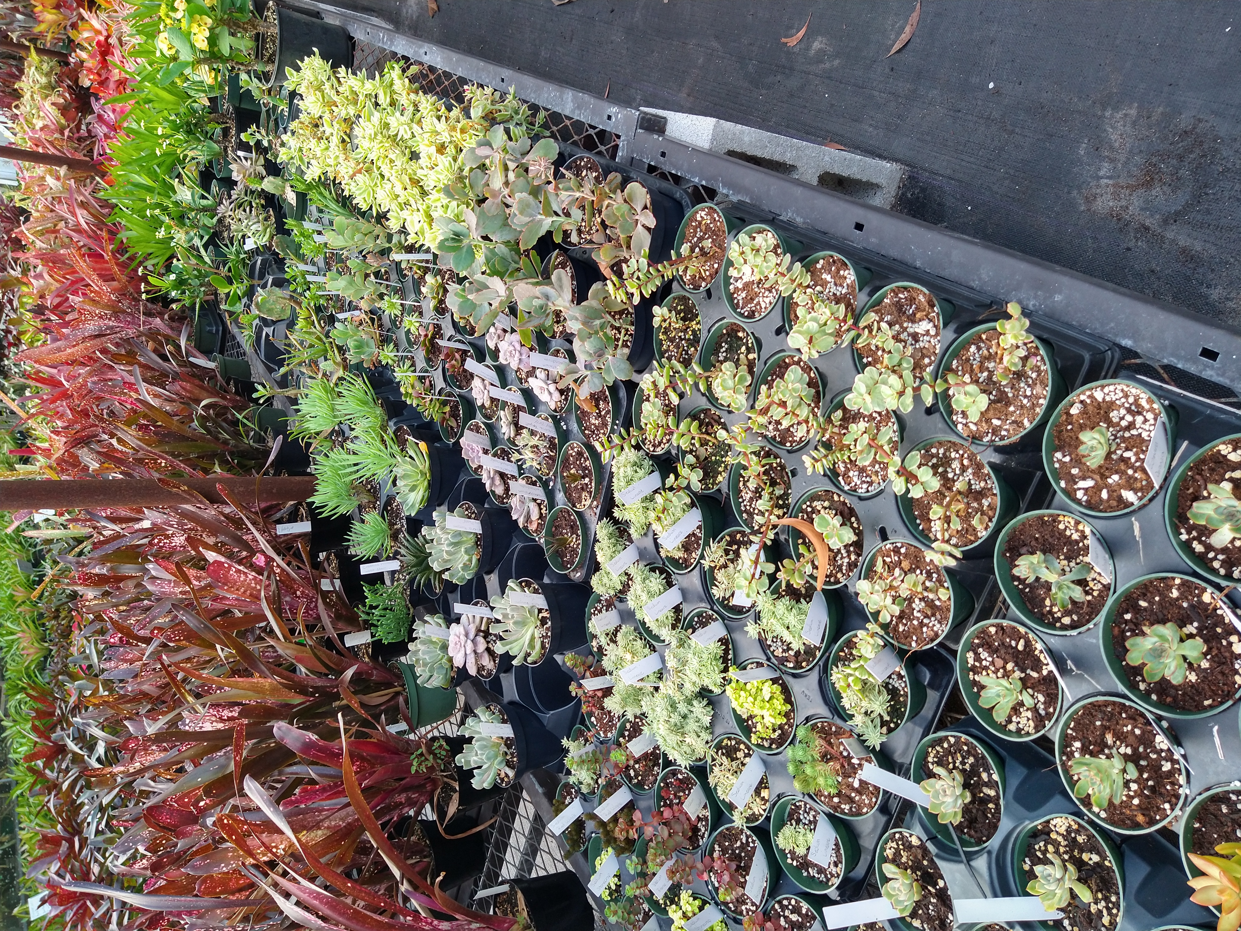 Rows of small potted succulent plants.